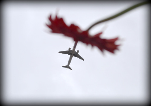 faithistorment:  Aeroplanes and Flowers: Photos by Pablo Ferrari 