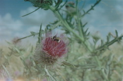 herbookofcoins:  Thistles. August. 2012.