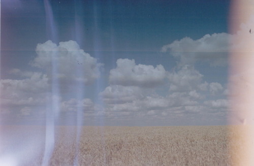 herbookofcoins:  Cornfield. August. 2012. 