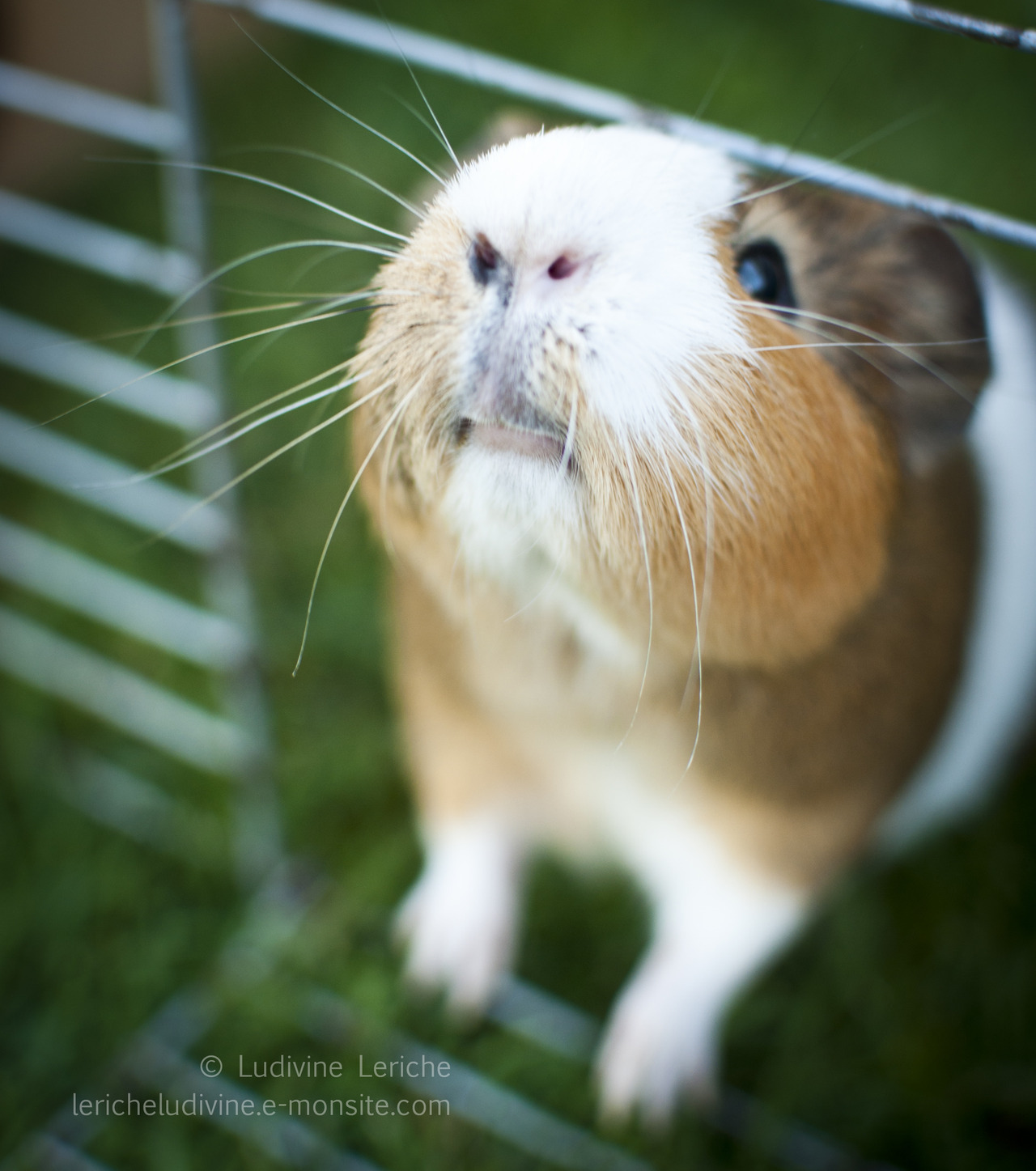 thedailyguineapig:  ludeee: © Ludivine Leriche   Oops, just found the original photo!