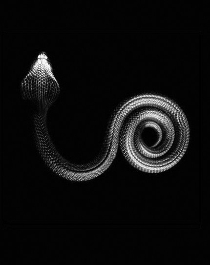 Black N White Dementia