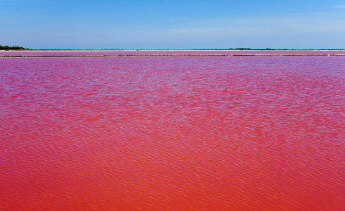 photojojo:A lake in Camargue, France has found itself blushing due to what scientists call “un