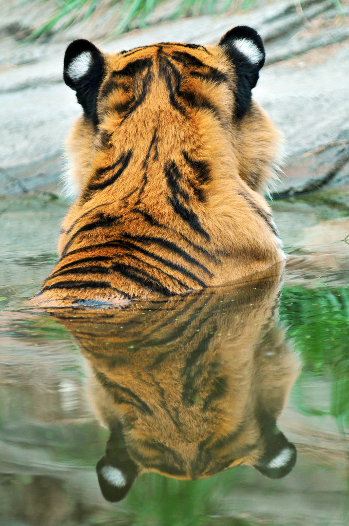 Tiger!