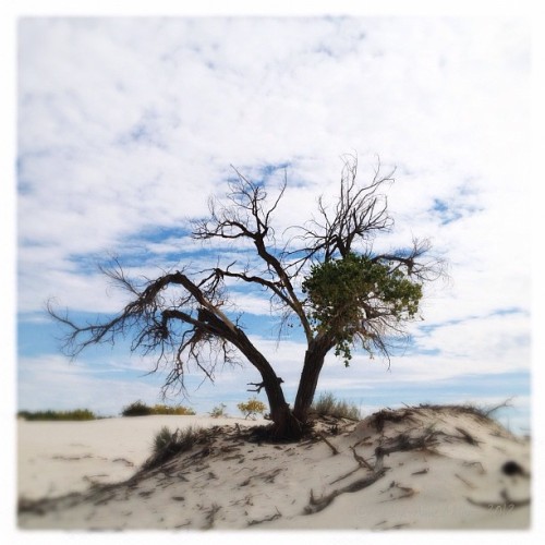 Cottonwood tree: White Sand National Monument.#desert #hipstagram #hipstamatic #hipstatravel #igaddi