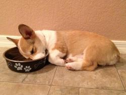 corgiaddict:  Winnie just loves food so much…that she fell asleep in her bowl. beardogandfriends.tumblr.com