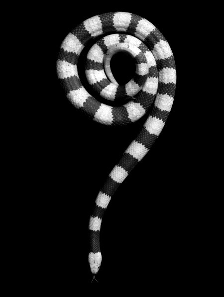 Black N White Dementia