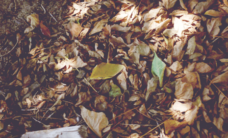 the-se4sons:  Follow my blog for more autumn on your dash♥ 