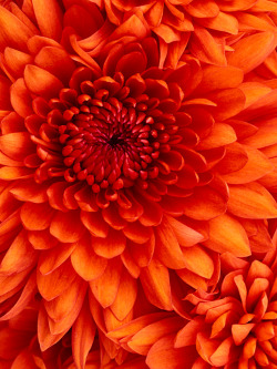 vvaving:  Chrysanthemum