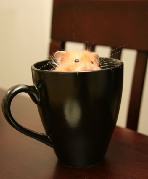 thefluffingtonpost:PHOTO OP: There’s No More Coffee – The Hamster Drank It AllVia chirp16.