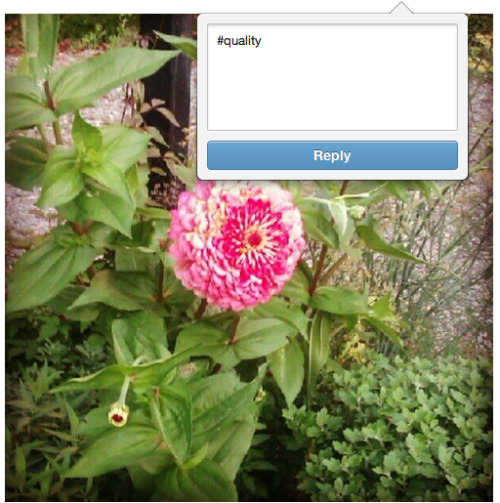 quartknie:follow for quality xoxoxoxoWhy?