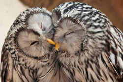 Owl smooch you.  (See what I did there you have a smart cookie for a girlfriend :d)