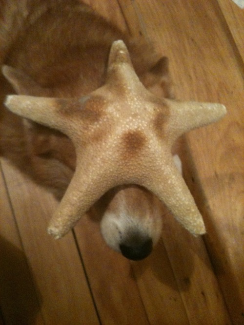 thingsonhazelshead:  Starfish.   seriously porn pictures
