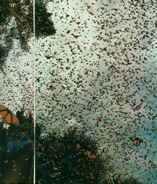 Mass Migration of Monarch ButterfliesNational Geographic,...