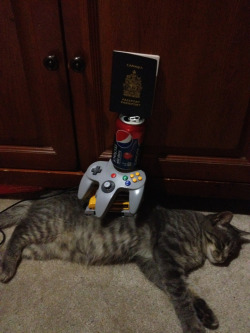 pizzaforpresident:  How many things can I stack on my cat before he wakes up? 