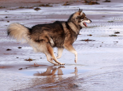 boosharks:  “The Utonagan is a breed of dog that resembles a wolf, but in fact is a mix of three breeds of domestic dog: Alaskan Malamute, German Shepherd, and Siberian Husky.” 