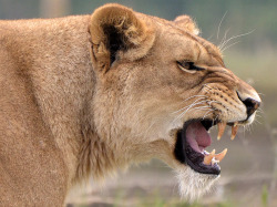 llbwwb:  Lion, Yorkshire Wildlife Park (by Dave learns his Dig SLR?)