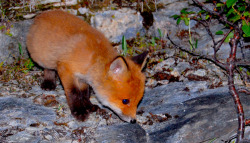 cute-baby-animals:  A baby fox in Norway,