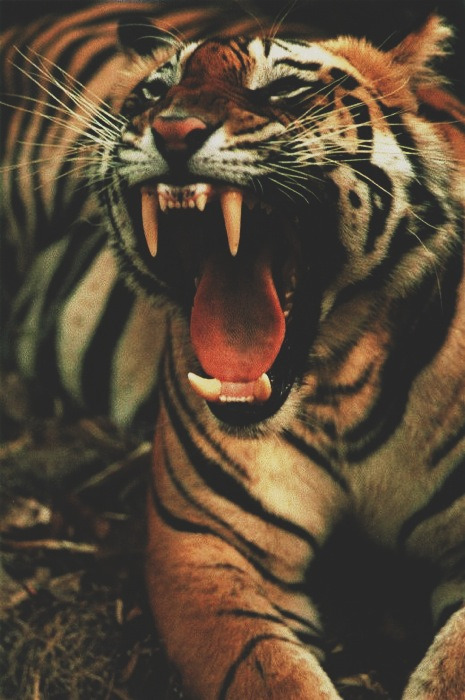 Rawr!