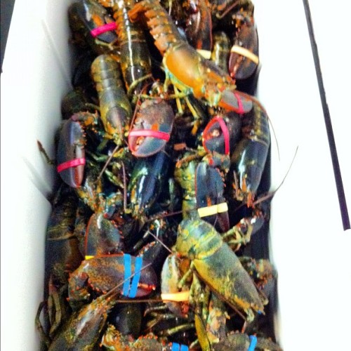 Porn Pics Thirty six 1.5# lobsters! #myjob #food #live