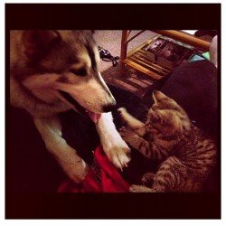 These guys are hella #cute . #husky #malamute #boston #kitten #pet #dog #puppy #bffl #photooftheday  (Taken with Instagram)