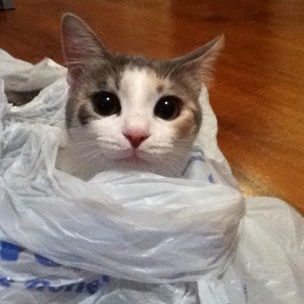 Juliette the Kitty