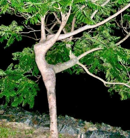 XXX Bitch, I’m fabulous tree photo