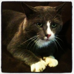 lindentea:  tuesday-johnson:  Hey all! I know this isn’t history related, but it’s super important and very very pressing. My girlfriend and I found this cat two night ago, underfed and not neutered. He’s super friendly, loves people, is calm and