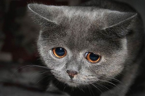 REBLOG WITH A GIF OF YOUR CURRENT MOOD