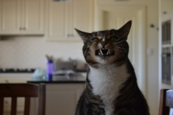 derpycats:  Manuel, mid yawn ^_^  argh!