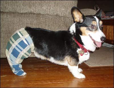 keenpeach:If you’re ever sad try googling “dogs in pants”