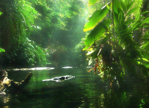 java-jungle: vanillaa-sunshine: ❁❁ Calm and relaxing jungle blog ❁❁ jungle blog