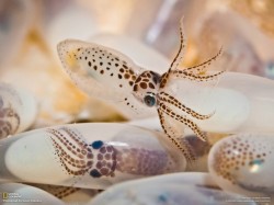 earthlynation:  octopus hatching by national geographic 