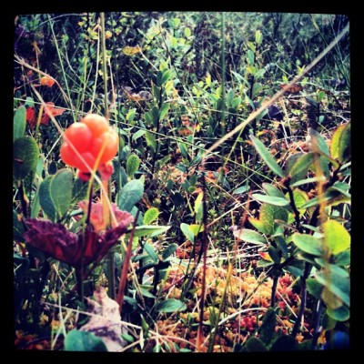 Cloudberry adventures in Åre :) #cloudberry #åre #trekking (Taken with Instagram)