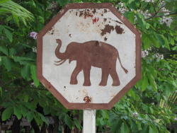 bali-tigers:  bikinii-beach:  exotic-elephant-s: