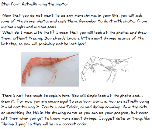 travelingmadness:pugletto:prrb:How I pratice drawing things, now in a tutorial form.The shrimp photo