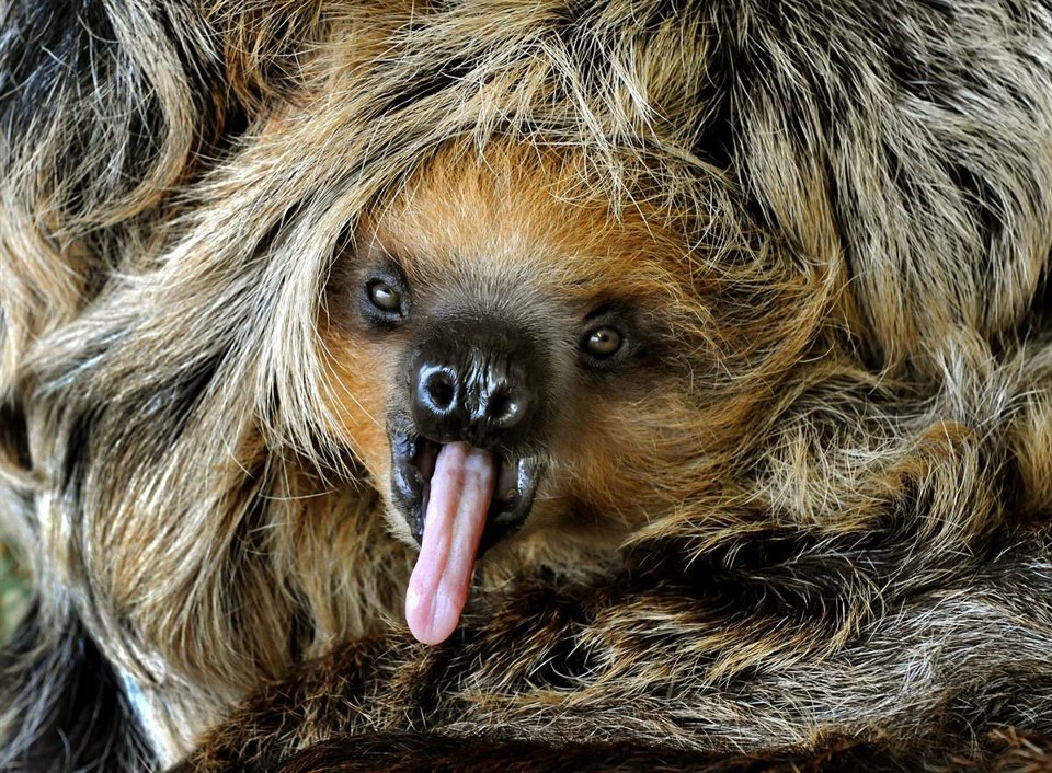 yawning sloth