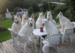 kasukasukasumisty:  violinkitten:  grandmother’s dogs.   hurry up for that tea party