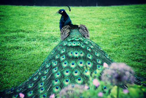 I wanna see your peacock cock cock