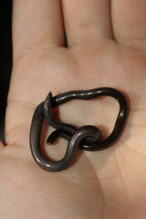 Porn thrill-pills:  Black Rat Snake  photos