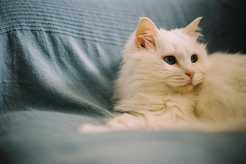 flanerie:  F1090021 by kori song on Flickr. 