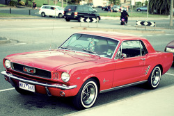 Ford Mustangs