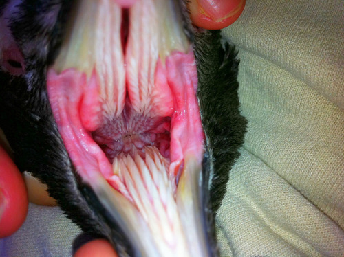 japcoregalore:  so, the inside of a penguin’s mouth is what nightmares are made of.  