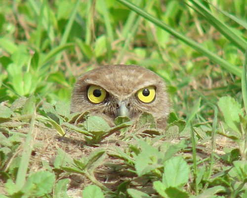 marjoree:  (1 & 2, by Photomatt28 & barloventomagico)  “There are a number of things which separate the burrowing owl from other species. The first clue is in the name.  Another is that they are the smallest species of owl on the planet and