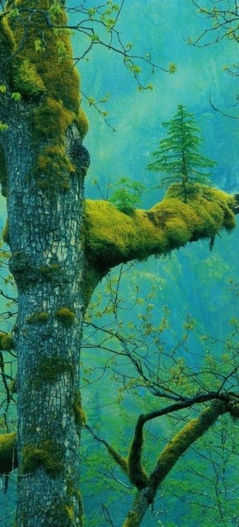 forestland: Tree on a tree