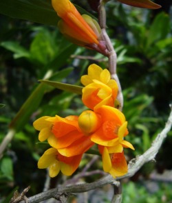 Dendrobium subclausum August 26, 2012 - orchid