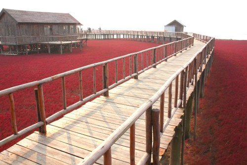 mindfight:  Red Beach in Panjin, China. 