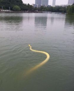 serpentineallthetime:  ewok-gia:  Changzhou, China. Man  bathes  his Burmese python in city lake, the reptile floats around freely, and after that the snake comes back to it’s owner.*  This is so cute.