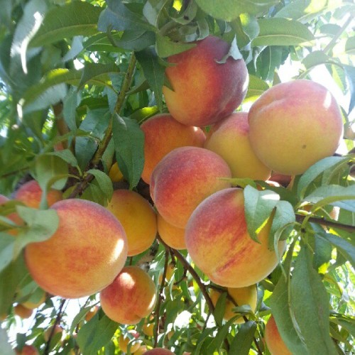 Peach picking at Alstede Farm in Chester, NJ (Taken with Instagram)