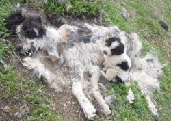 beetto:  A cachorra foi envenenada e morreu,