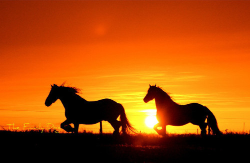 s-ummersunrise:  Sunset : horse Latitudes by The Family Dog on Flickr.